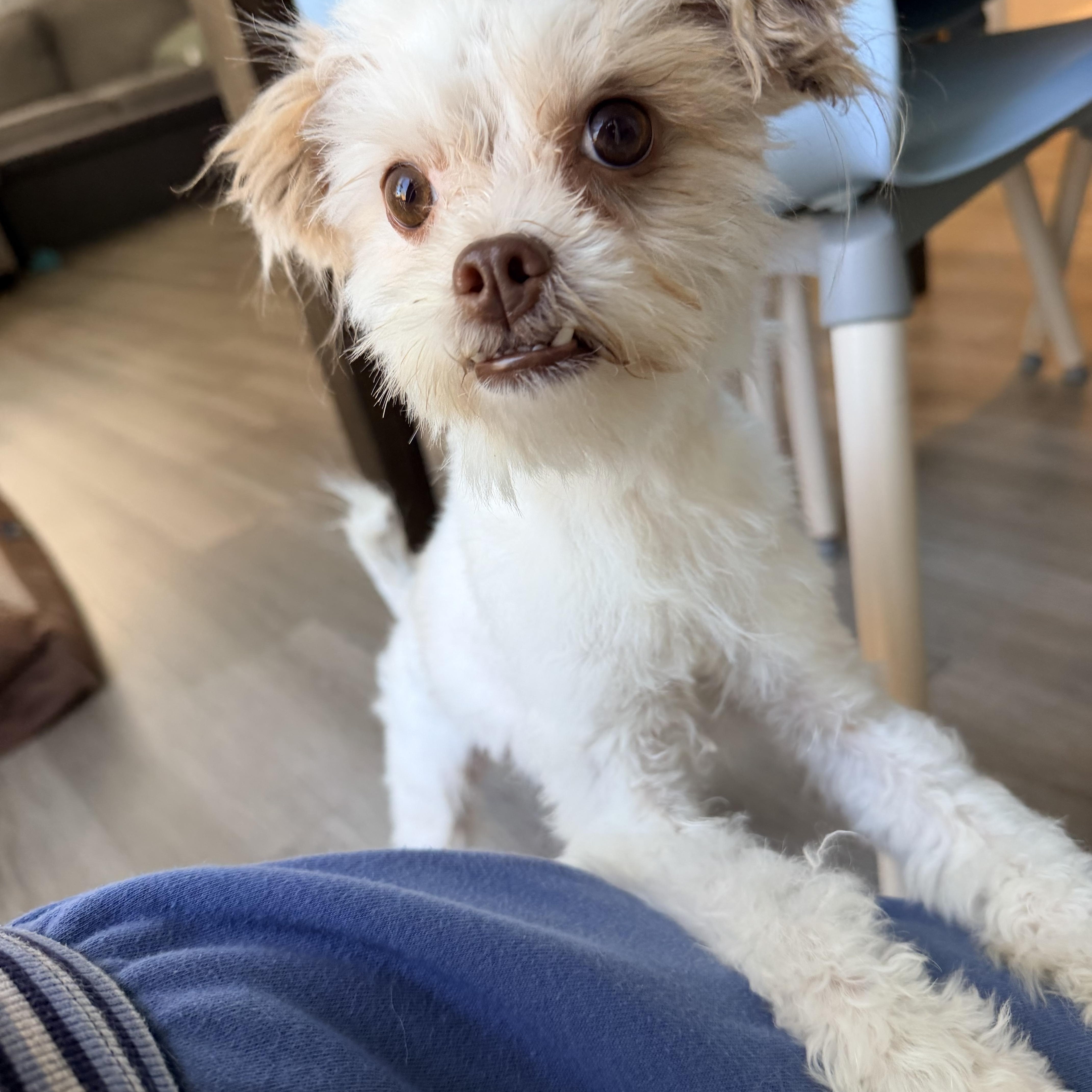 A baby small-sized female White / Cream Maltipoo dog named Fergie for adoption in Encino, CA