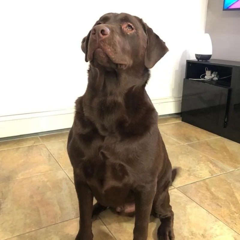 A young medium-sized male Chocolate Labrador Retriever dog named Ringo for adoption in Caguas, PR