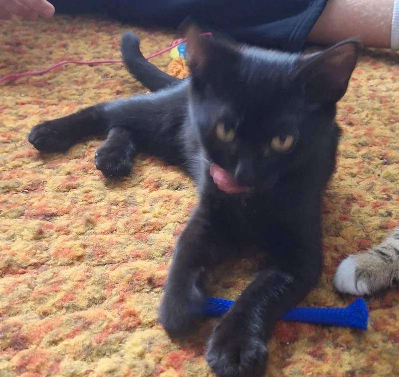 A baby medium-sized male Black Domestic Short Hair cat named Blackie for adoption in Mayfield, NY