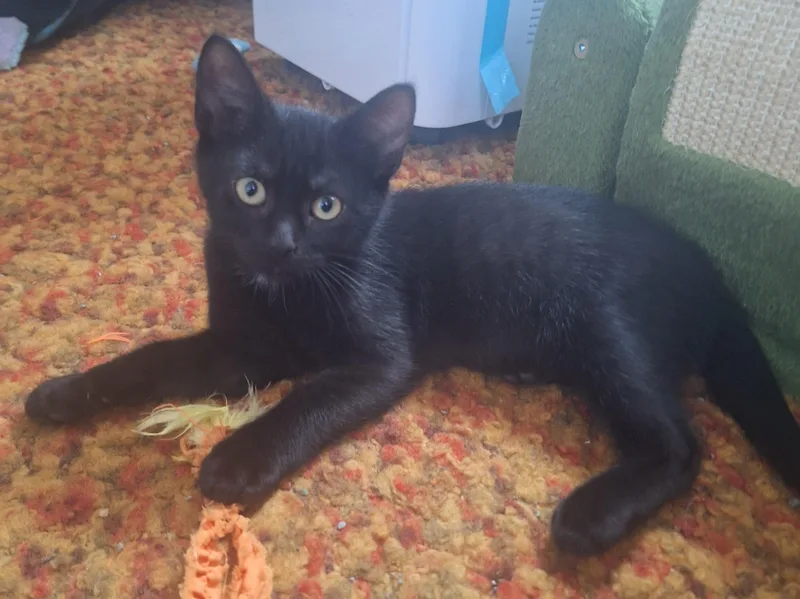 Blackie thumbnail 2