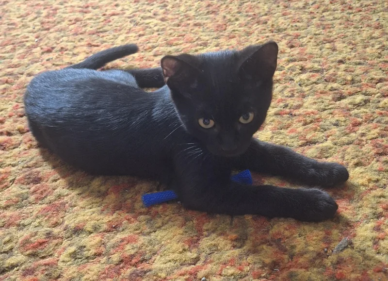 Blackie thumbnail 3