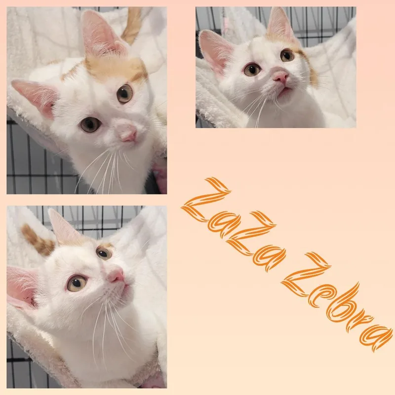 Zaza Zebra thumbnail 4