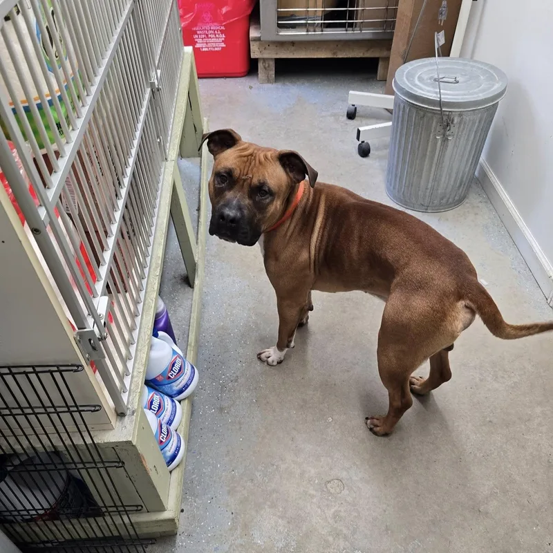 A young large-sized male Bicolor Mixed Breed dog named Thor for adoption in Saint Marys, PA