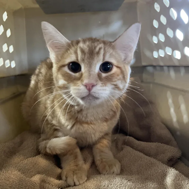 A baby small-sized male Orange / Red Domestic Short Hair cat named Collins for adoption in Pittsburg, KS