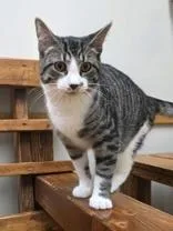 A young medium-sized male Domestic Short Hair cat named Tippy for adoption in Woodstock, IL