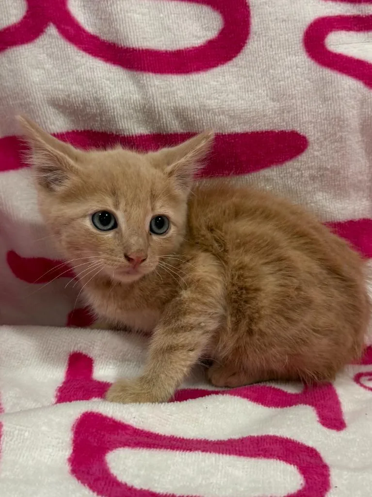 A baby medium-sized male Domestic Short Hair cat named Cypress for adoption in Vacaville, CA
