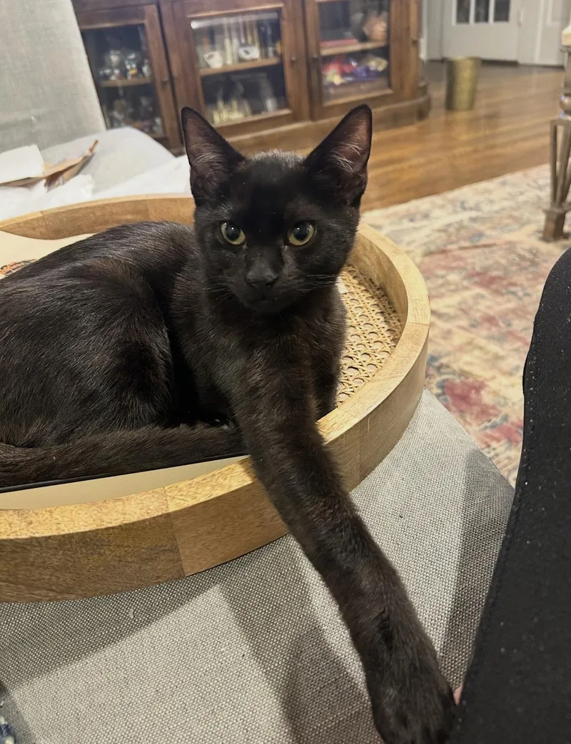 A young medium-sized male Black Domestic Short Hair cat named Bain for adoption in Nutley, NJ
