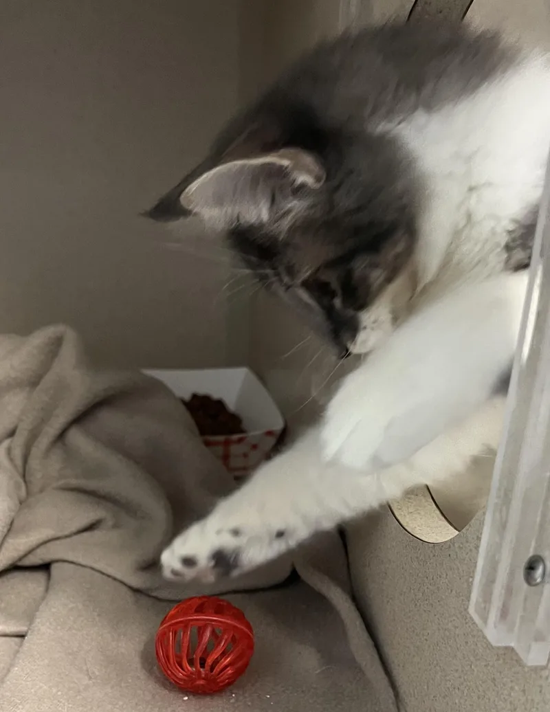 Patty Wafer And Jolene thumbnail 2