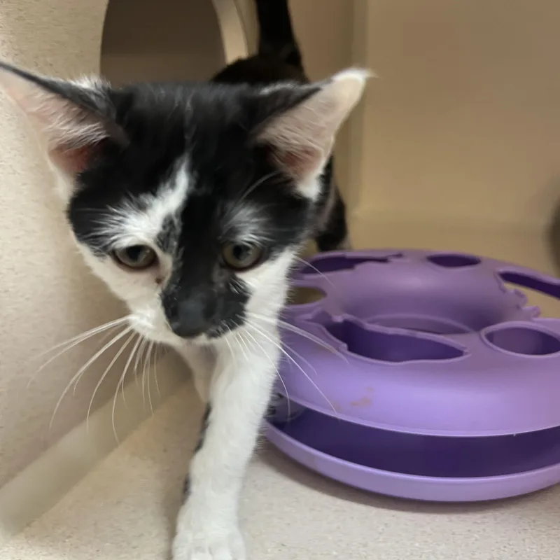 Patty Wafer And Jolene thumbnail 3