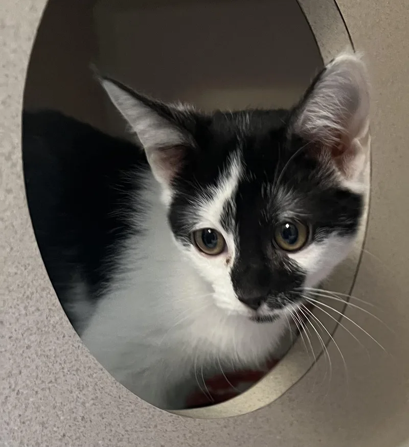 A baby small-sized male Black Domestic Short Hair cat named Patty Wafer And Jolene for adoption in Salem, NH