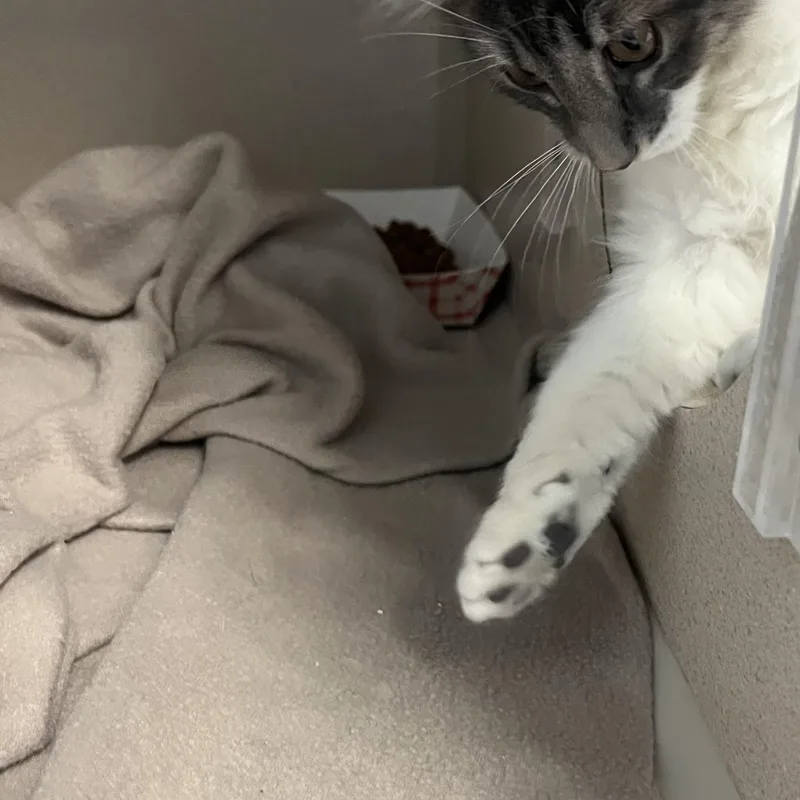 Patty Wafer And Jolene thumbnail 4