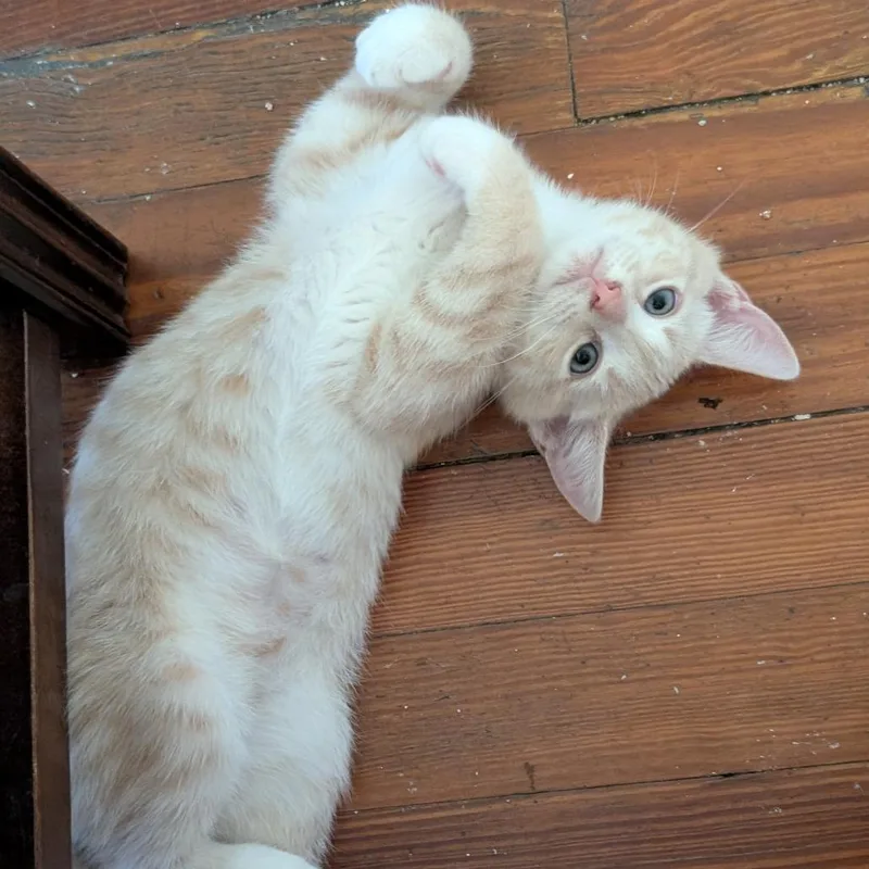 A baby small-sized male Buff / Tan / Fawn Domestic Short Hair cat named Jaggie for adoption in Baltimore, MD