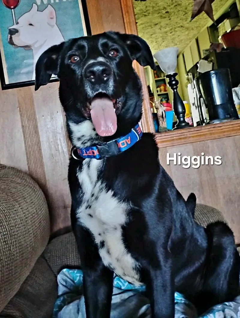 Higgins