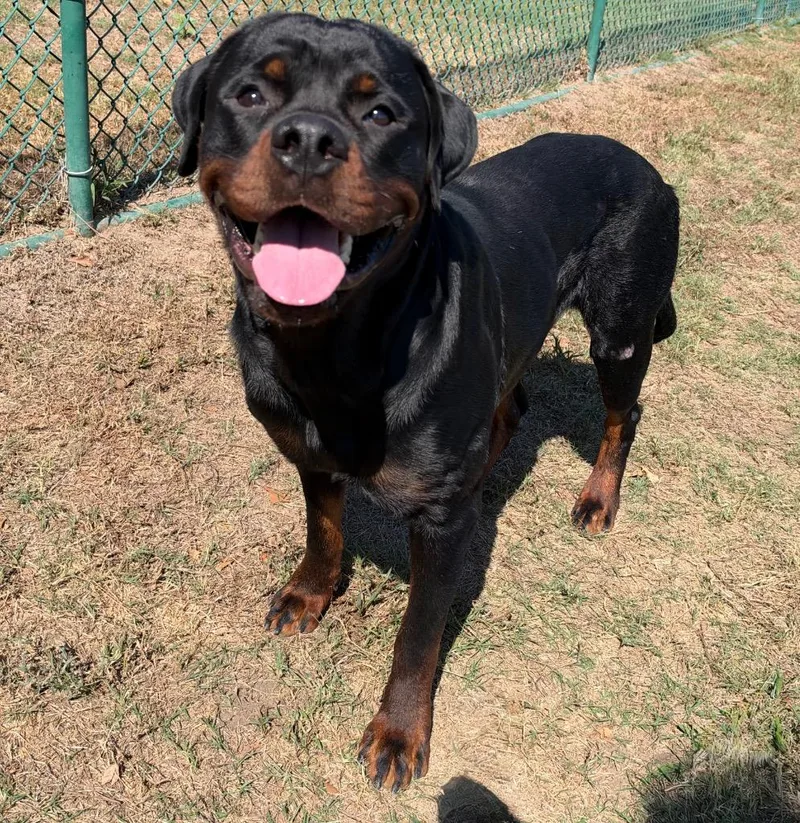 A young large-sized male Rottweiler dog named Bear for adoption in Little Rock, AR