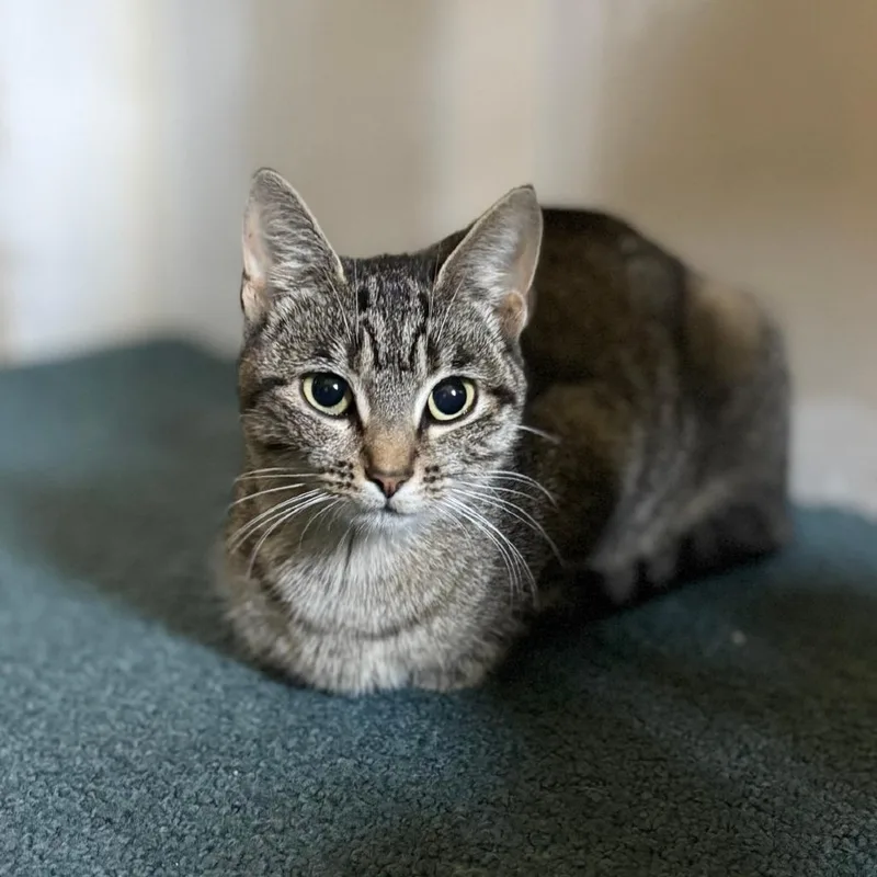A young small-sized female Brown / Chocolate Domestic Short Hair cat named Tabitha for adoption in Washington, PA
