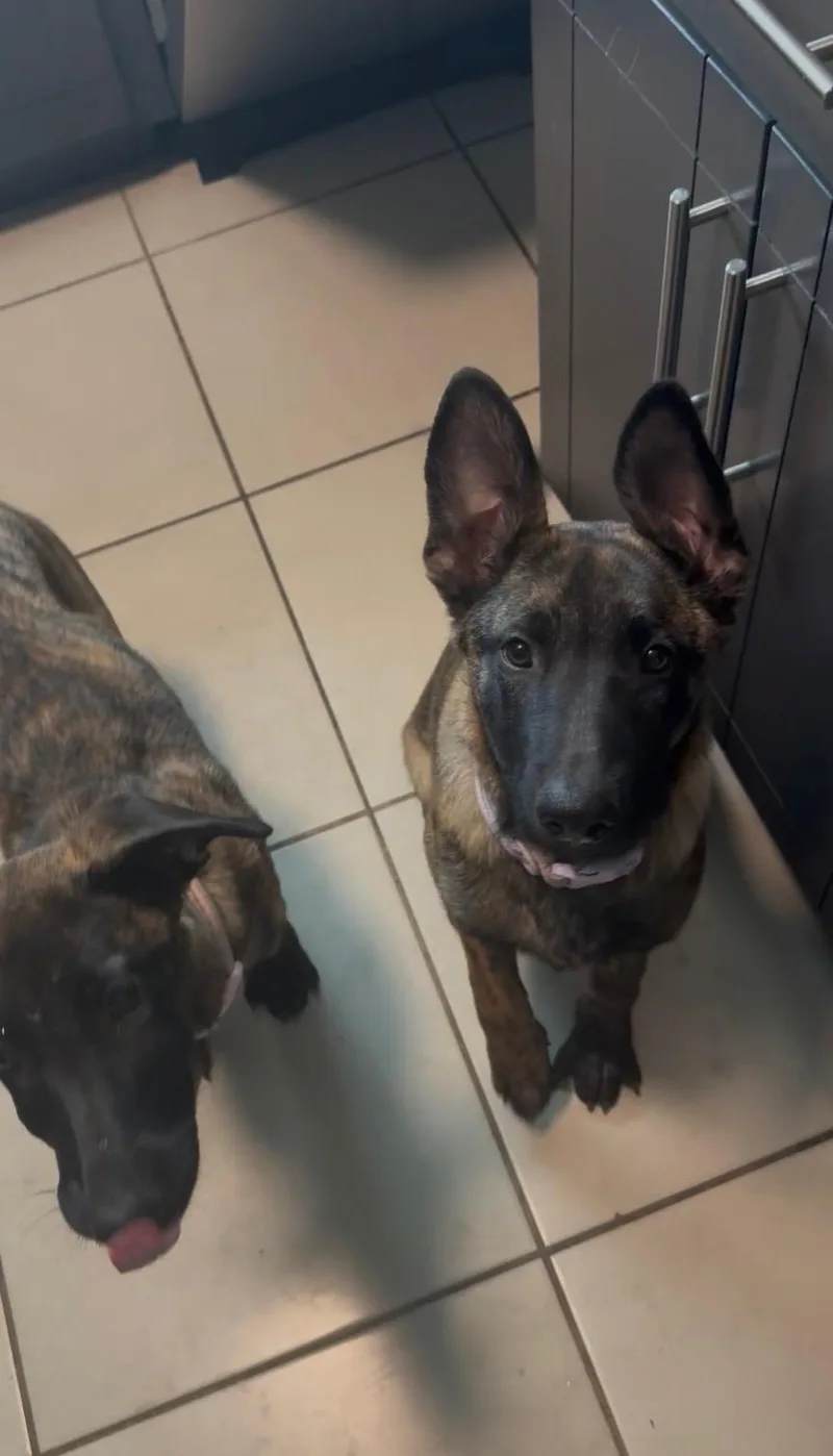 A young medium-sized female Belgian Shepherd / Malinois dog named Juliet for adoption in Tucson, AZ