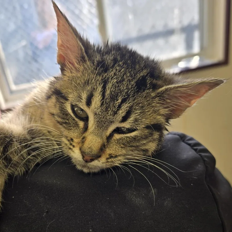 A young small-sized female Brown / Chocolate Domestic Short Hair cat named Annie for adoption in Tawas City, MI