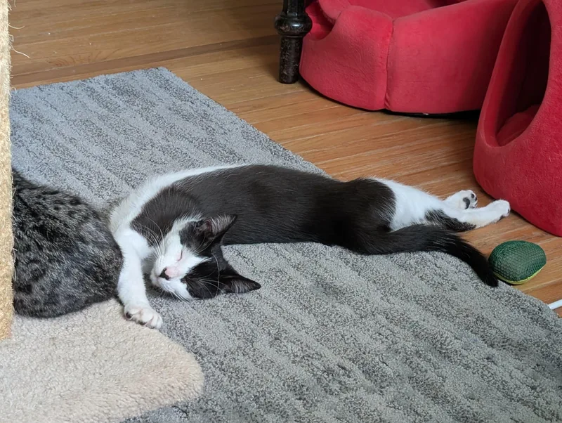 A baby medium-sized female Black & White / Tuxedo Domestic Short Hair cat named Rebel for adoption in Buffalo, NY