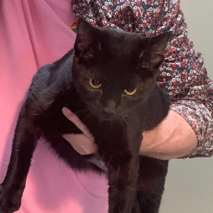 A young large-sized female Black Domestic Short Hair cat named Tempest for adoption in Baltimore, MD