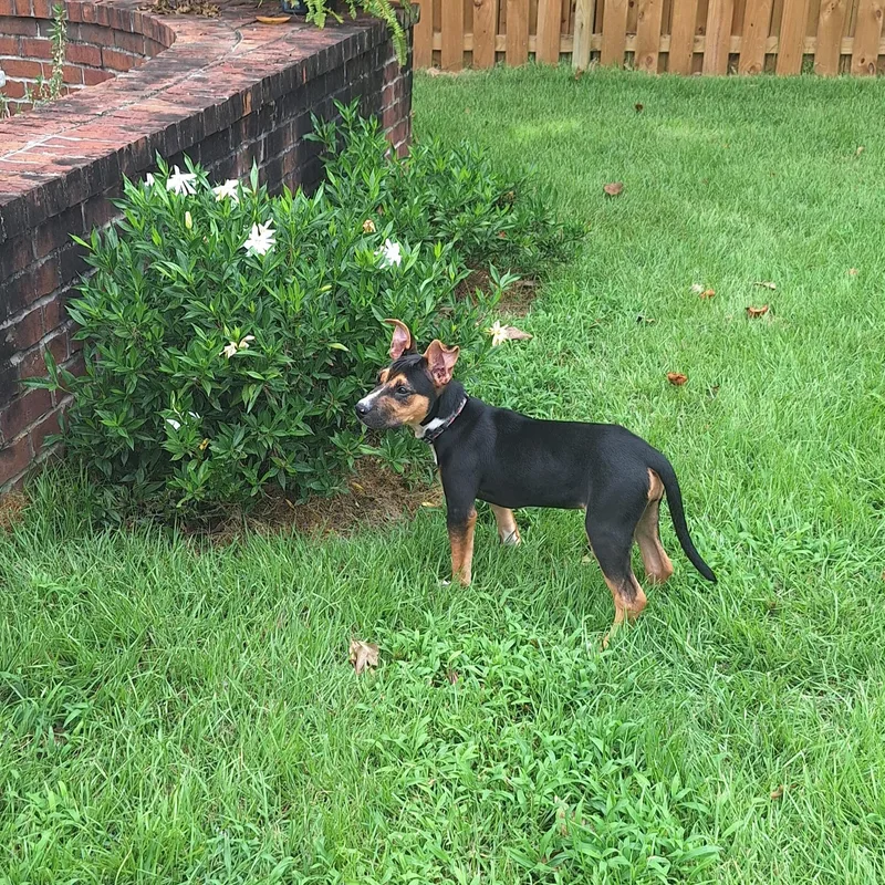 Izzy