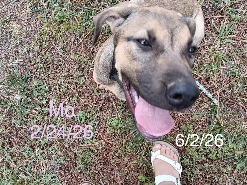 Mo