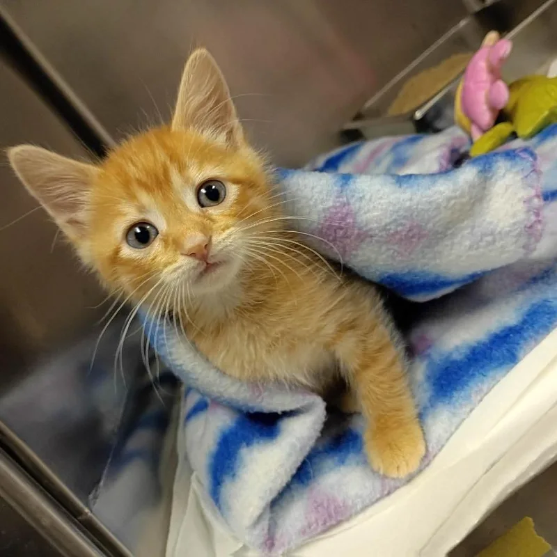 A baby small-sized male Orange / Red Domestic Short Hair cat named Spark for adoption in Fort Smith, AR