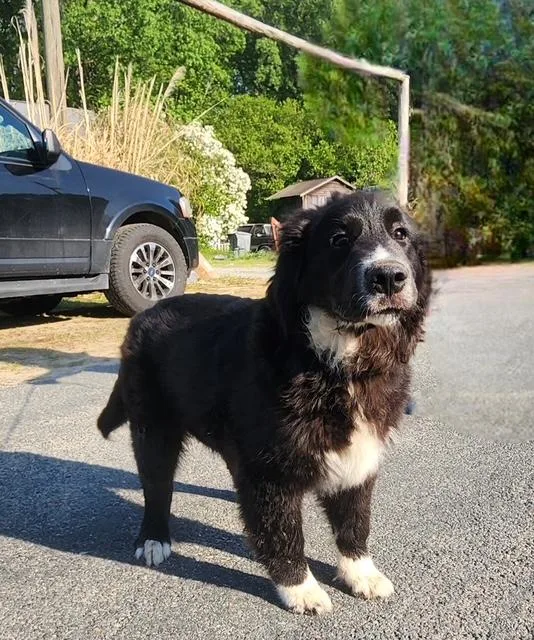 A baby large-sized male Black Great Pyrenees dog named Sox for adoption in Manhasset, NY
