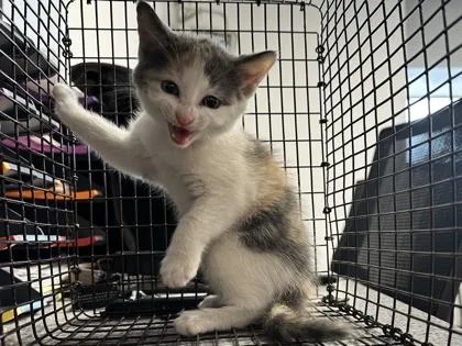 A baby small-sized female Domestic Short Hair cat named Winter for adoption in West Chester, PA