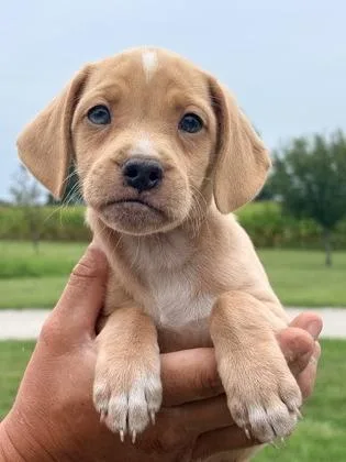 Lilly