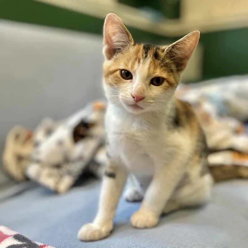 A baby small-sized female Dilute Calico Domestic Short Hair cat named Aurora for adoption in Topsham, ME