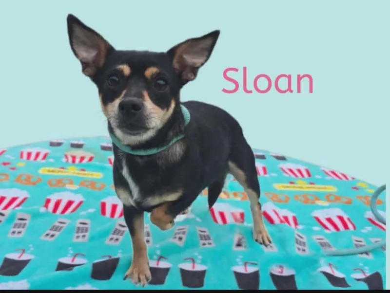 An adult small-sized female Miniature Pinscher dog named Sloan for adoption in Joliet, IL