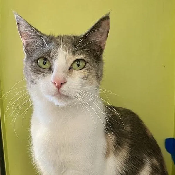 A young medium-sized female Calico Domestic Short Hair cat named Serena for adoption in Temecula, CA