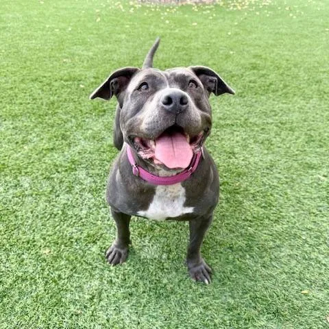 An adult medium-sized female Brown / Chocolate Pit Bull Terrier dog named Betsy for adoption in Agoura Hills, CA