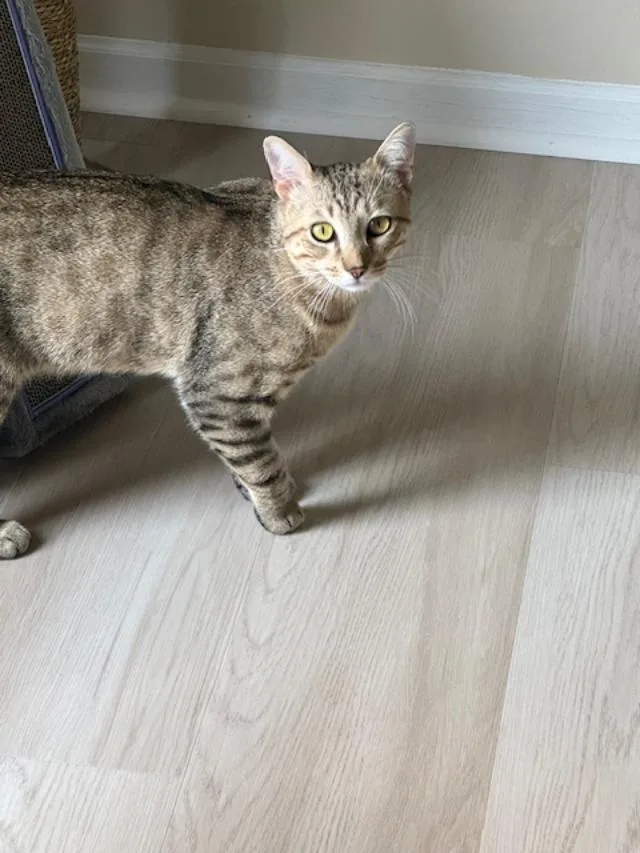 Huey Ffc thumbnail 3