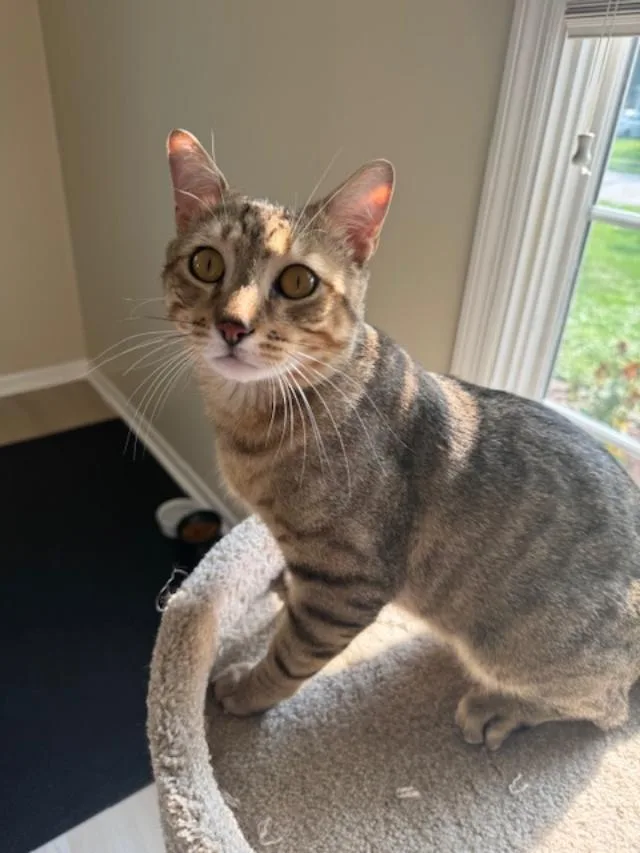 Huey Ffc thumbnail 4