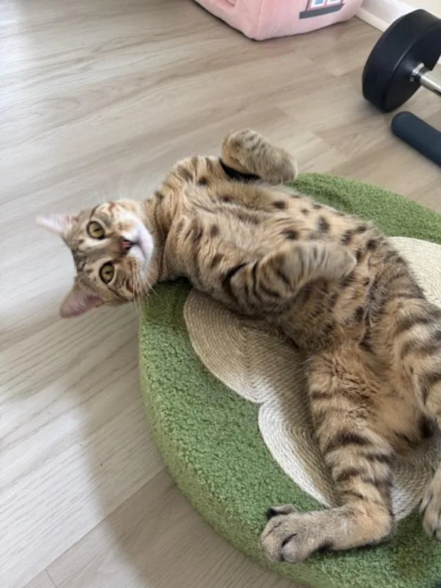 Huey Ffc thumbnail 5