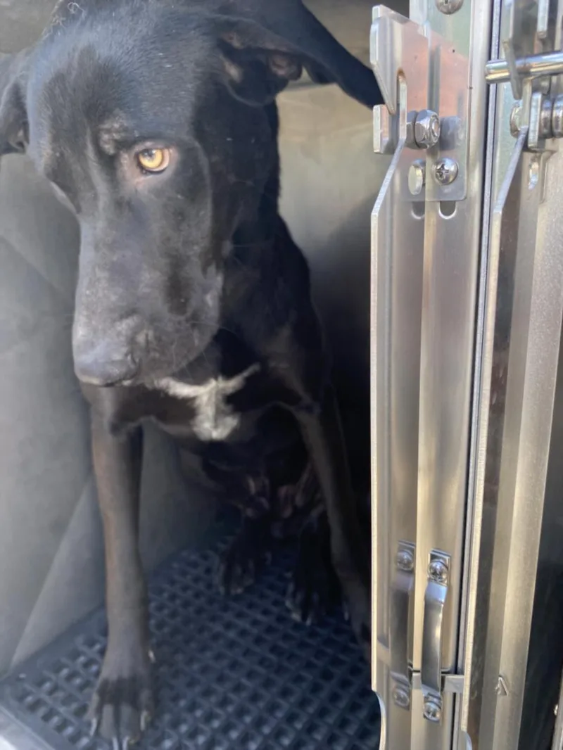 A young large-sized male Mixed Breed dog named Wemby for adoption in Dallas, TX
