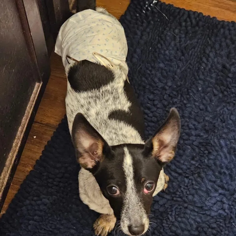 A young small-sized male Dachshund dog named Chico Benito for adoption in New Bedford, MA