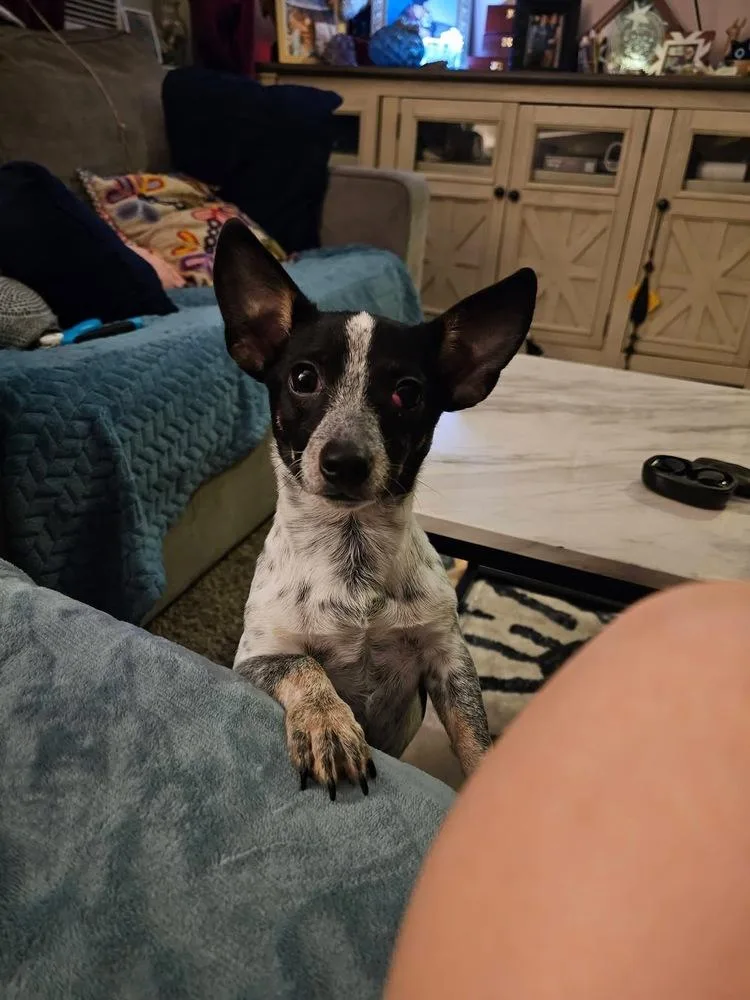 Chico Benito thumbnail 3