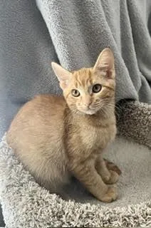 A young medium-sized male Orange / Red Domestic Short Hair cat named Quesillo for adoption in Phoenix, AZ