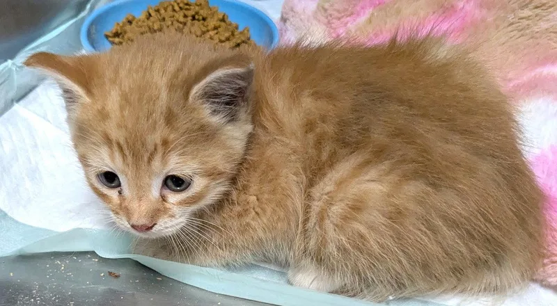 A baby medium-sized male Orange & White Domestic Short Hair cat named Khai for adoption in Albemarle, NC