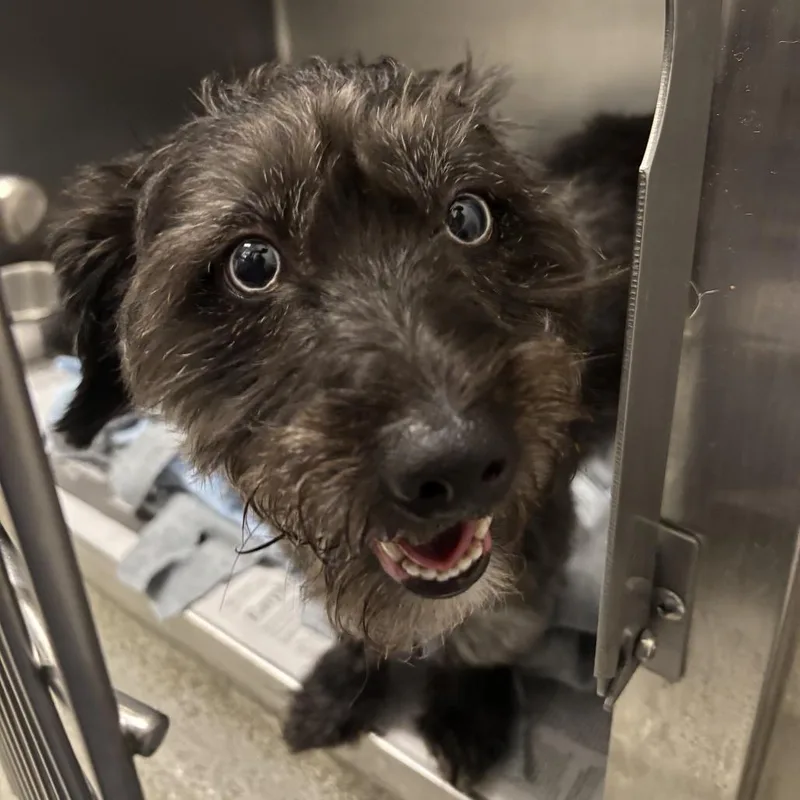 An adult small-sized male Black Cockapoo dog named Toby for adoption in Chicago, IL