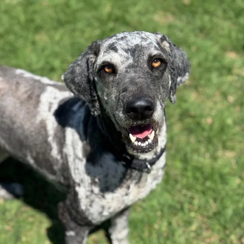 A young medium-sized female Black Labrador Retriever dog named Furby for adoption in Santa Barbara, CA