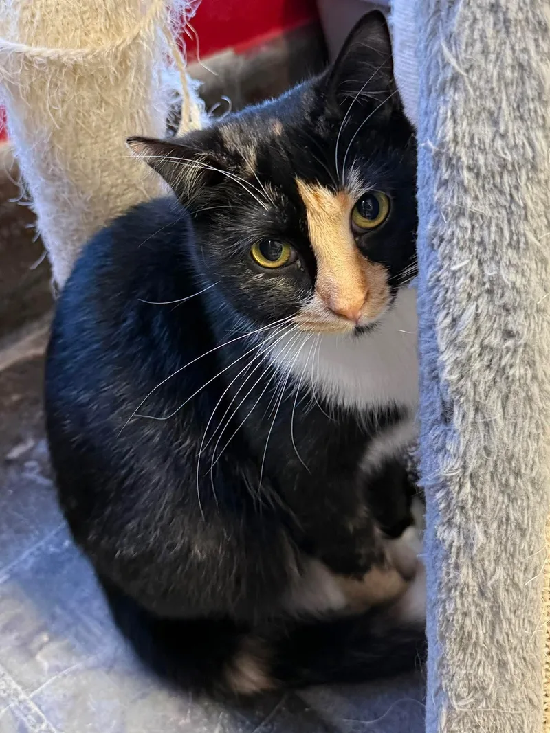 A baby large-sized female Calico Domestic Short Hair cat named Luna for adoption in Hamburg, NY