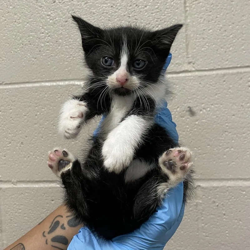 A baby small-sized male Black Domestic Short Hair cat named Jerry for adoption in Birmingham, AL