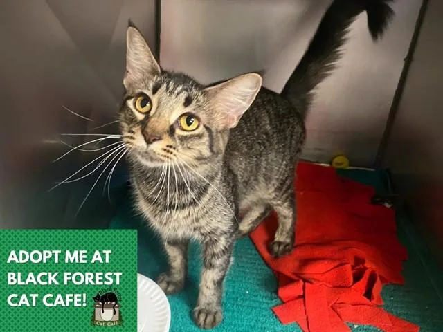 A young medium-sized female Domestic Medium Hair cat named Isabelle for adoption in Fort Wayne, IN