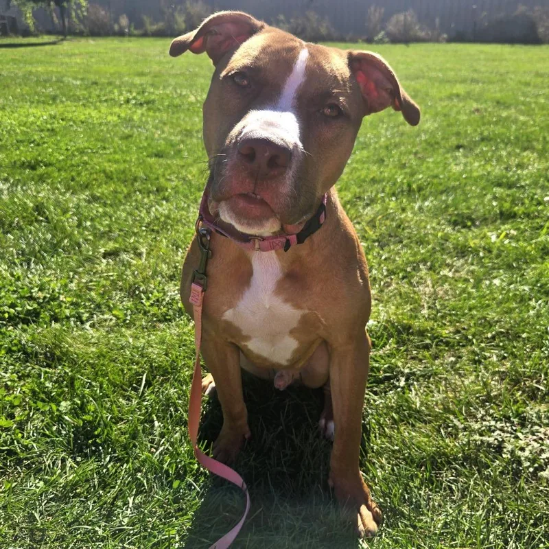 A young medium-sized male Yellow / Tan / Blond / Fawn Pit Bull Terrier dog named Duke for adoption in Champaign, IL
