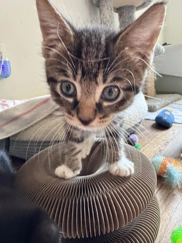 A baby large-sized male Tabby (Brown / Chocolate) Domestic Short Hair cat named Shrek for adoption in Stockbridge, GA