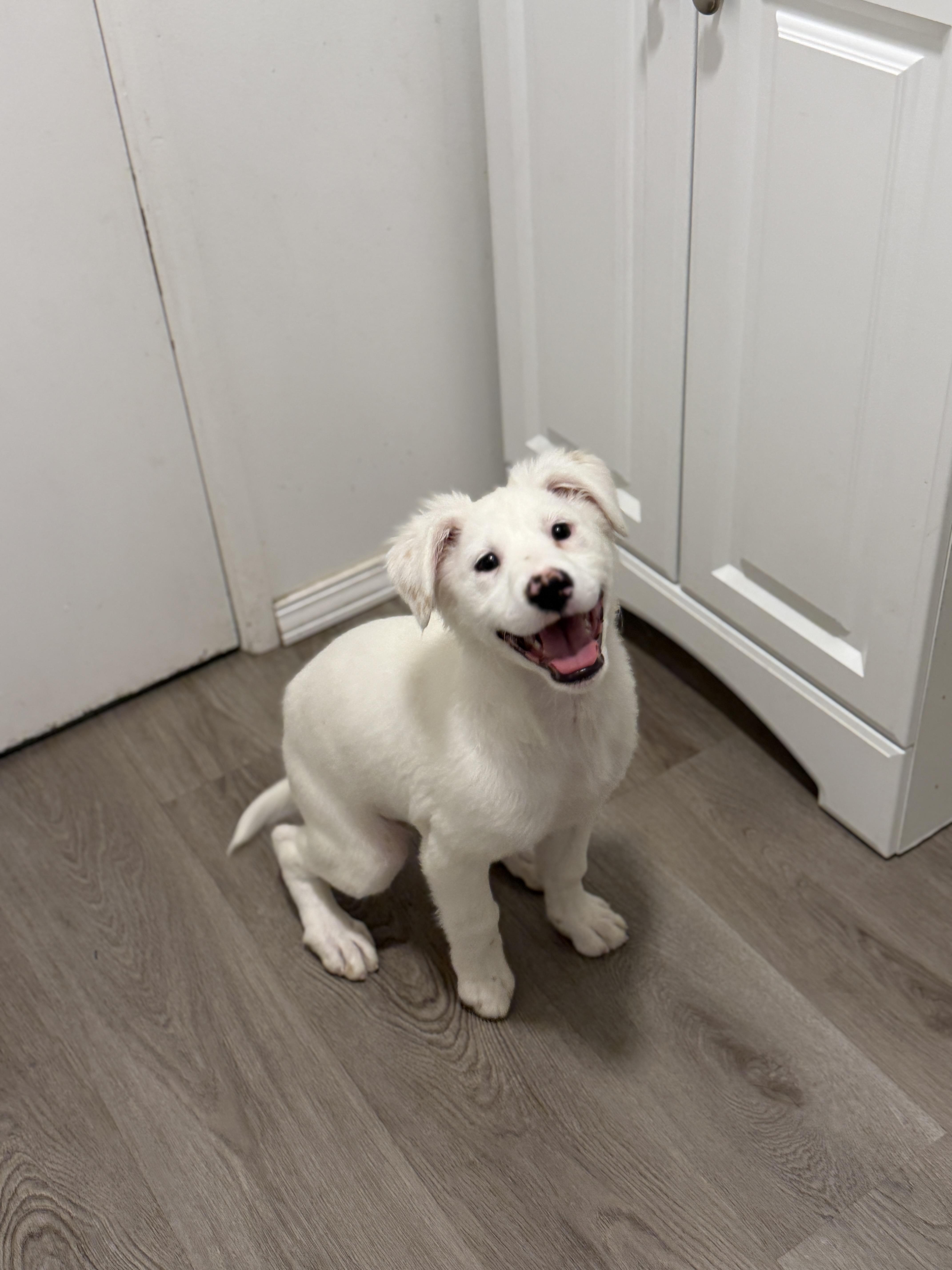 A baby medium-sized female Labrador Retriever dog named Essie for adoption in San Diego, CA