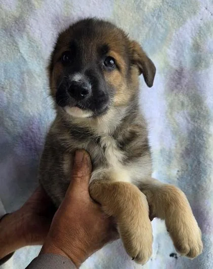 A baby large-sized male German Shepherd Dog dog named Navy for adoption in Malvern, PA